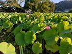 エントリ画像