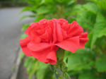 IMG_7042s.jpg