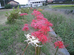 resize0350.jpg